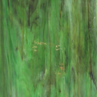 Glass Plate Camouflage Wispy