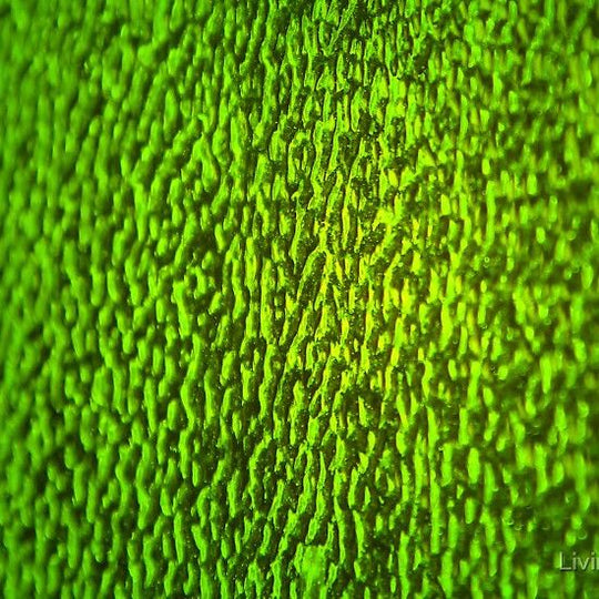 Skleněná deska Zelená Jantarová Vlnitá