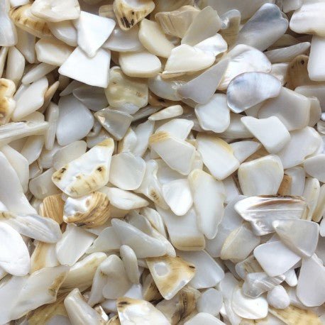 Perleťová lastura Polygon